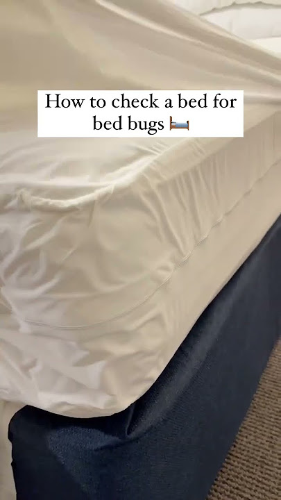 How to check a bed for bed bugs