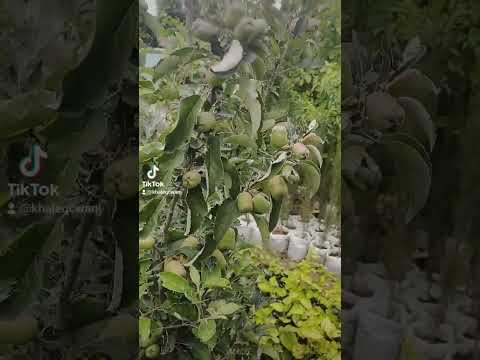 تفاح أفضل اصناف التفاح تفاح زراعه اليمن