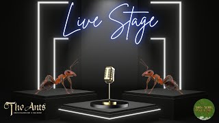 Sunday Live Stage Ants Official Discord Latest Updates and Event News!