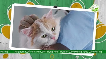 Giới thiệu ngành Thú y - Trường Đại học Nông Lâm - Đại học Thái Nguyên