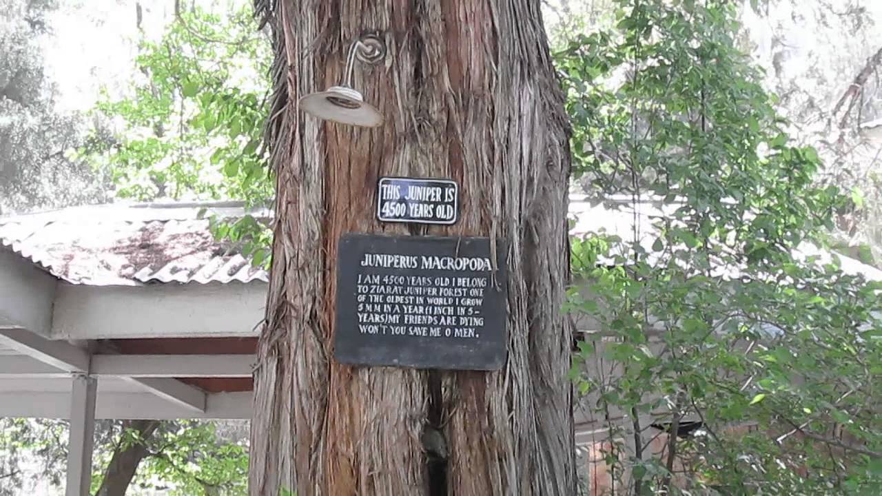 Juniper Trees at Ziarat Balochistan Rizwan Ali Jamali - YouTube