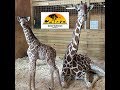 Animal Adventure Park Giraffe Cam