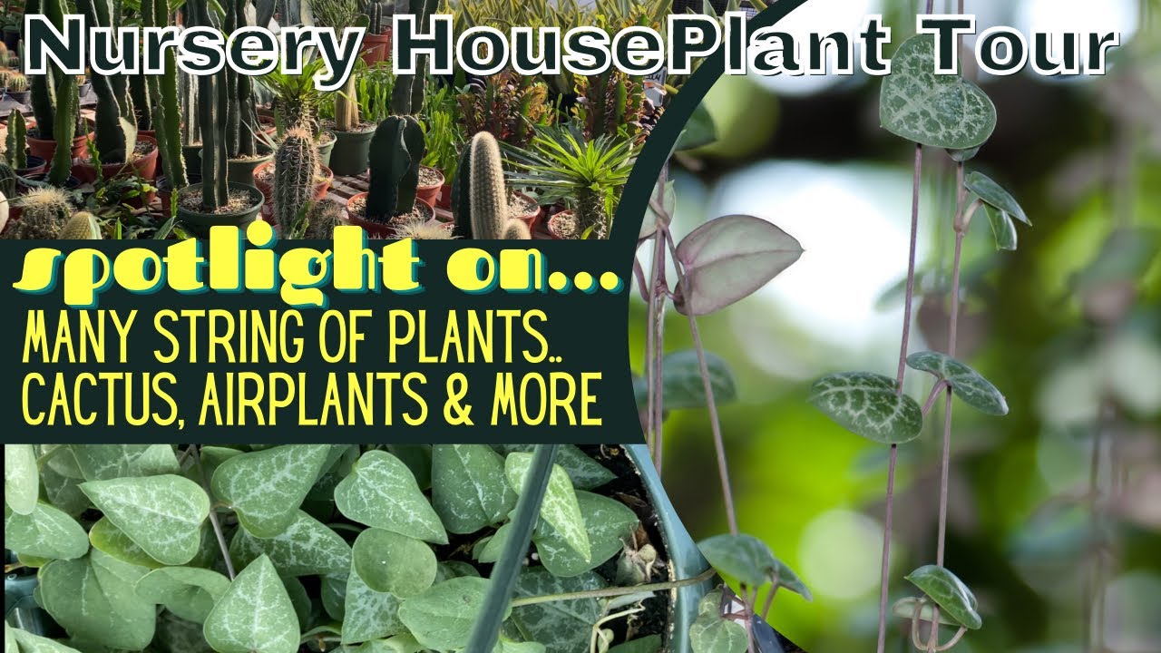 So Many String Of Plants Great Prices Plants Shop With Me At Plant so-many-string-of-plants-great-prices-plants-shop-with-me-at-plant
