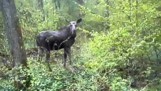 Elk, Horse & Human - Close Encounter!