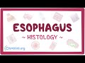 Esophagus: Histology