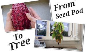 Cocoa From Seed To Tree One Year In The Making