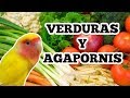 Verduras que comen los agapornis