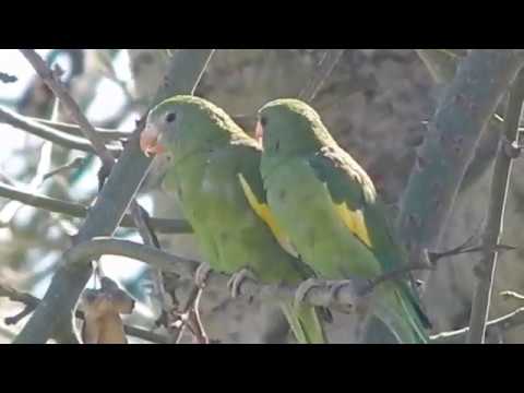 White-winged Parakeet couple