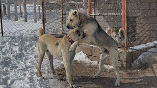 ÖNCE BOZO VE EKŞKİYA- SONRA BOZO BERAZ KARŞI KARŞIYA GELDİ. ZİNDAN İÇİN MÜCADELE BAŞLADI  