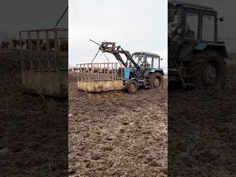 Мысли фермера во время работы #герефорд #работа #фермер #мысли #юмор