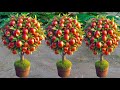 How To Grow Apples Trees From Apples Fruits , growing apples plants from seed