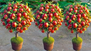 How To Grow Apples Trees From Apples Fruits , growing apples plants from seed