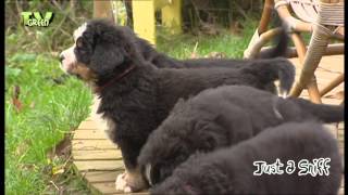 Just a Sniff : Bernese Mountain Dog - Berner Sennenhund #04