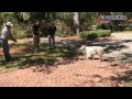 English Setter Suzanne, Before and After OLK9 Hunting Dog Obedience Training English Setter Suzanne, Before and After OLK9 Hunting Dog Obedience Training