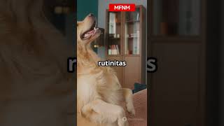 CERITA LUCU SI ANJING #faktaunik #hewanbesar #viral #facts #animals #ai #anjinglucu  #youtubeshorts
