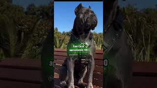 Top 10 Strongest Dog Bites — Ranked by PSI! 💥
