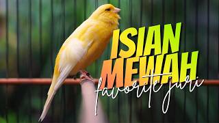 ISIAN MEWAH LAGU SYAHDU FAVORITE JURI! Masteran Kenari Isian Blackthroat GACOR MUDAH DITIRU