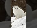 الثعلب القطبي أو الثعلب الأبيض ثعلب صغير موطنه القطب الشمالي ويمتلك قوة سمع حادة ويستطيع الحفر 