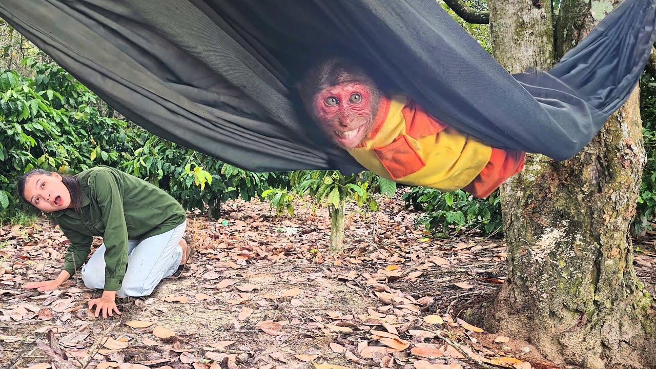 Su's reaction when meet a hammock, Funniest chase SU will remember for life🤣