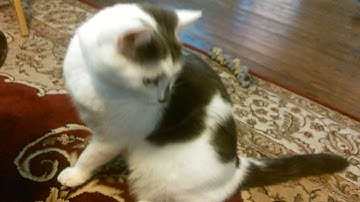 CATNIP BUBBLES - REVIEW