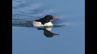 Wow! So many Winter Waterfowl on the Niagara River!