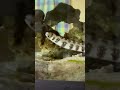 120cmの碧い海🪼第29話「長くなったねぇーーー!」 #aquarium #アクアリウム