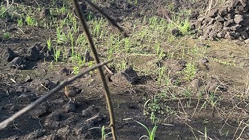 bày gà rừng mới nhất bổi tơ mã vàng cực đẹp