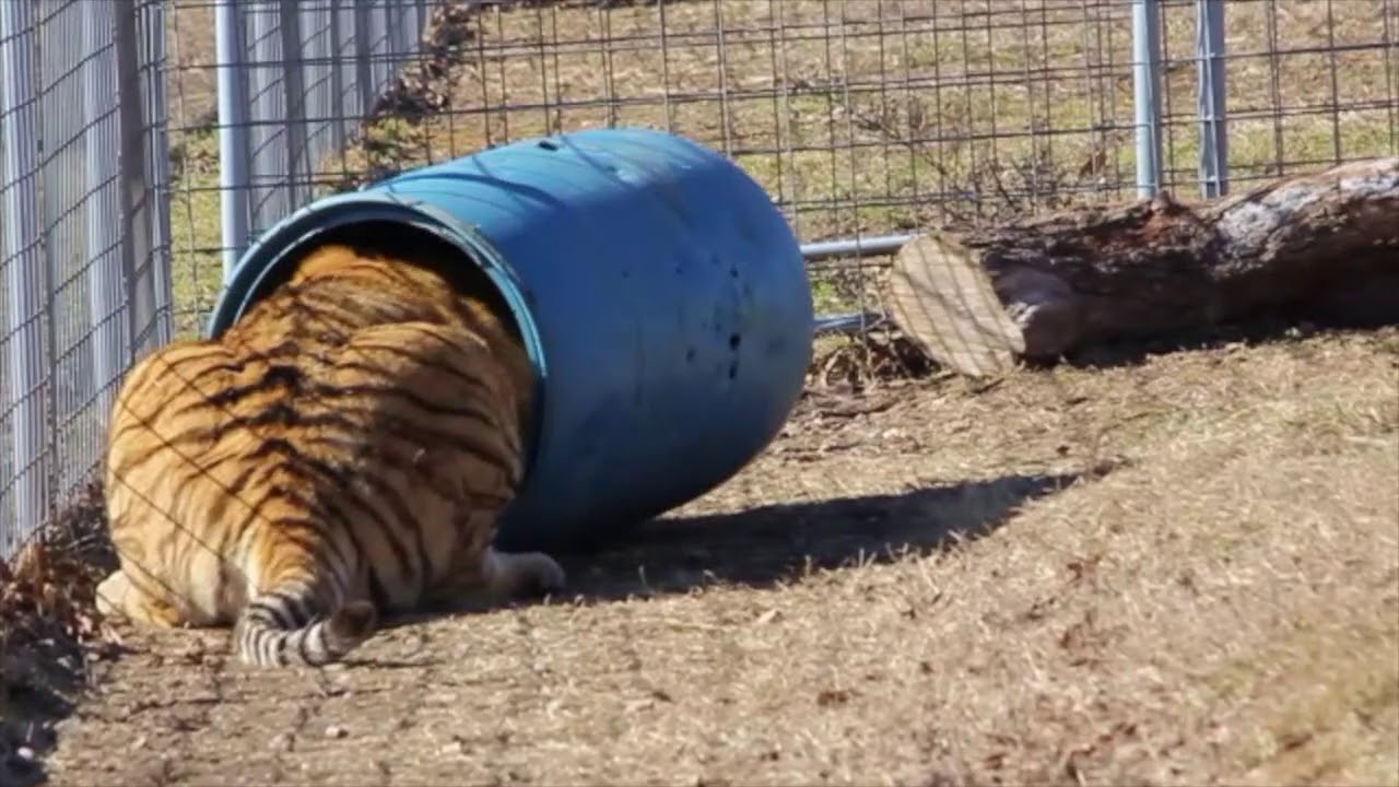 rescue dogs rock nyc Barrel of Tigers Joey