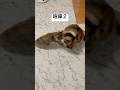 #猫動画 #cat #ねこ #猫 #ネコ #癒される #保護猫 #三毛猫 #かわいい #かわいい猫 #ねこのいる生活 #ねこのいる暮らし #ねこのきもち