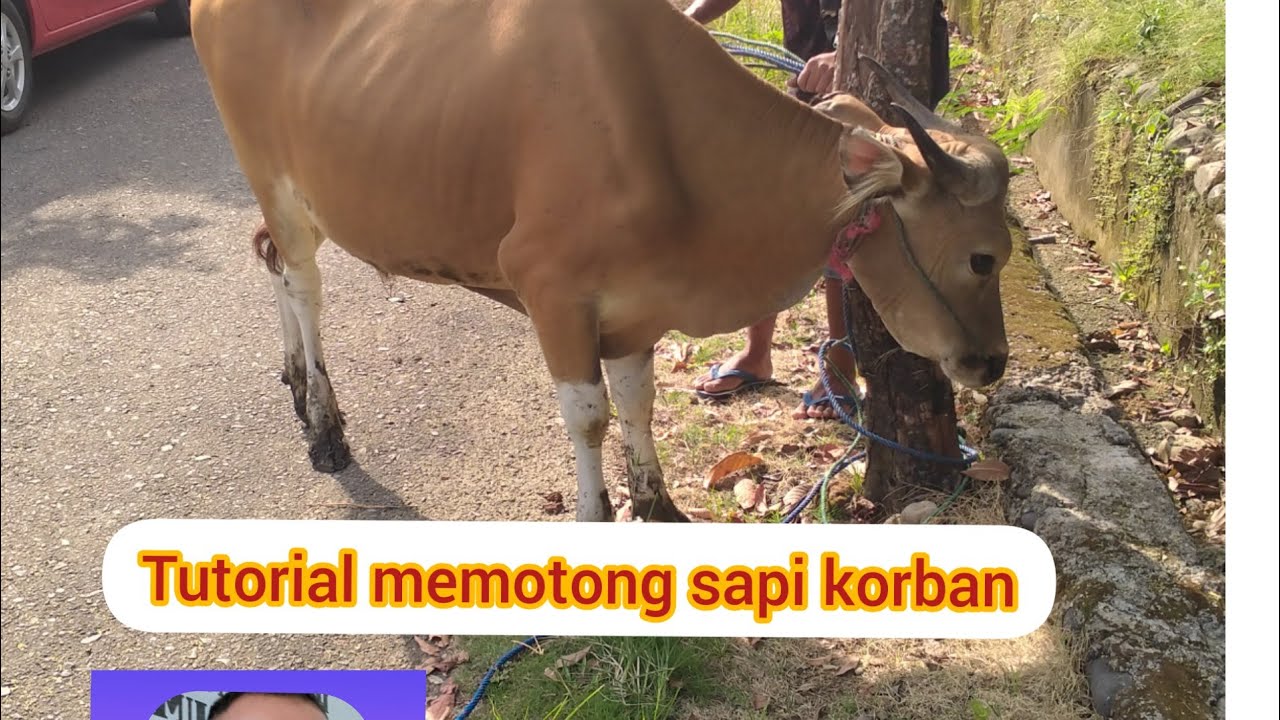 Cara Gambar Sapi Dengan Mudah – cari