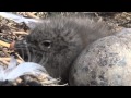 Gaviota cangrejera