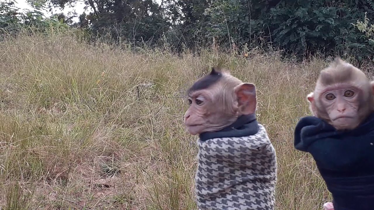 Good Morning Babies Monkey APOLLO & DREW, Do you say Something - YouTube