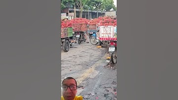 Vải Lục Ngạn sau khi thu hoạch #farming