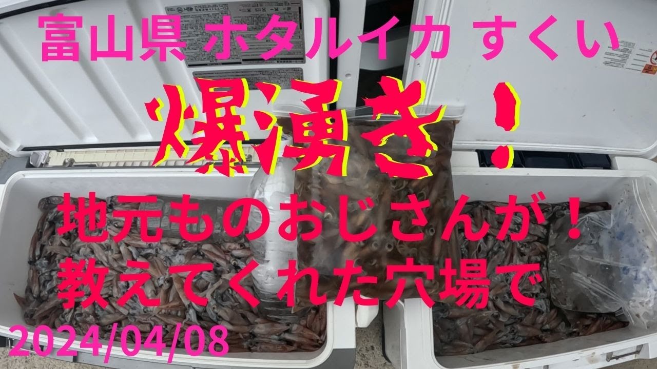 ＃32 富山県 ホタルイカ 50kg 爆湧き！ 犬散歩してた地元のおじさんが穴場を教えて頂きました。2024/04/08