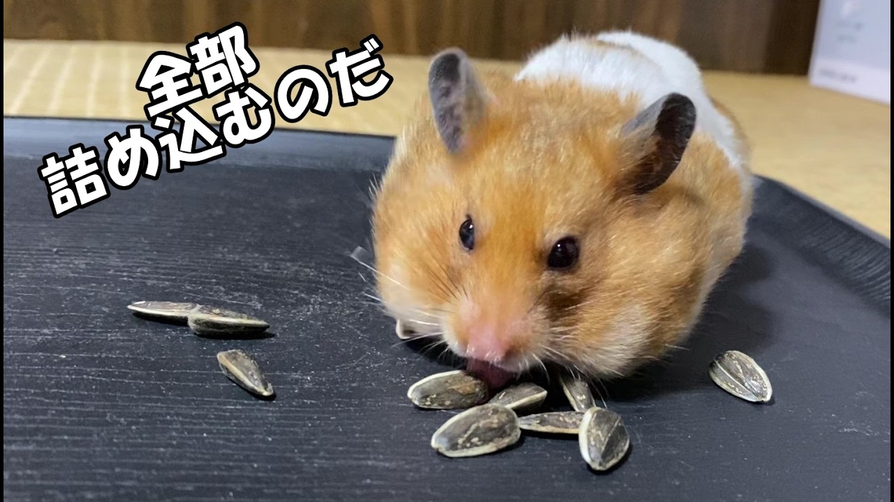 ひまわりの種を75粒詰め込むハムスター - YouTube