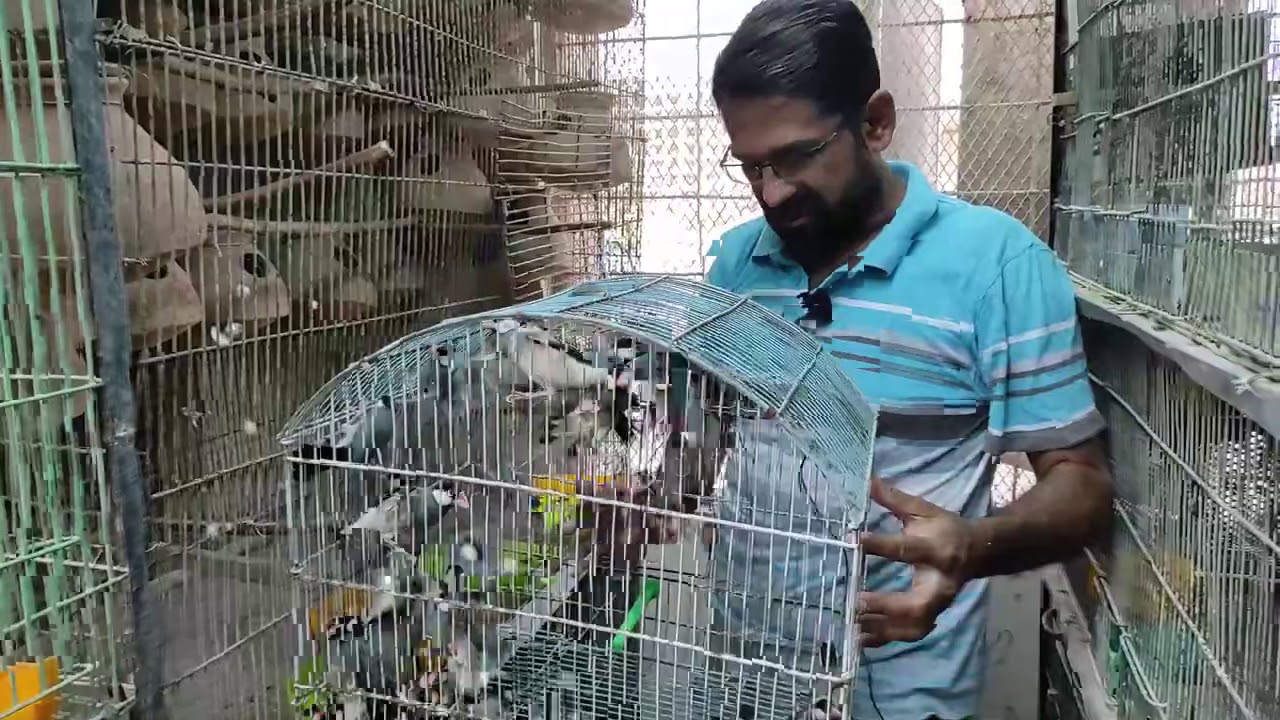 Gray Java Sparrow 30 pairs new Breeding bird aviary - YouTube