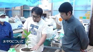 コーヒーの木の育て方・植え替え方法・生産者からのメッセージ│コーヒー生産者とつながる苗