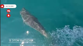 КУПАНИЕ С ДЕЛЬФИНАМИ НА БОЛЬШОМ УТРИШЕ! #АНАПА