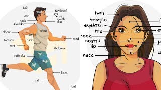 Parts Of The Body in English | Human Body Parts Names for Kids