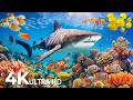 Dive Into The Mesmerizing Underwater Realm Marvel At Sea Animal In The Best 4K UHD Aquarium 92