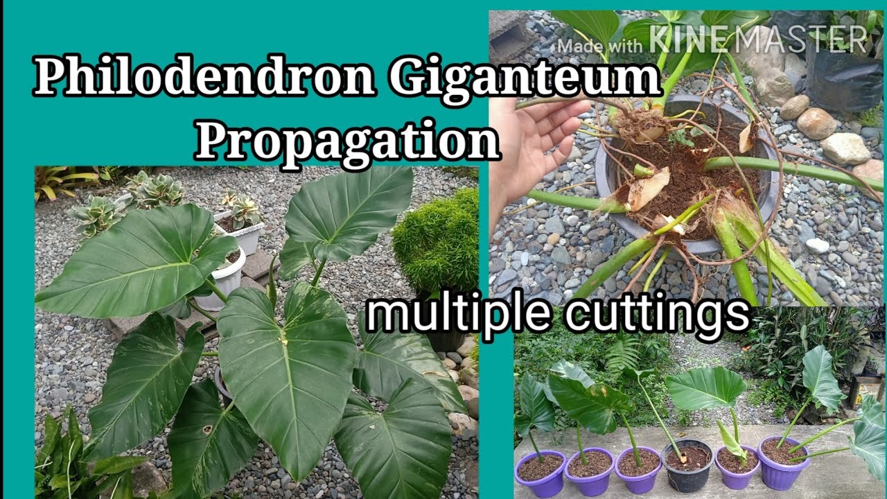 spider mite treatment for plants Spray2Grow Spider Mite Protection