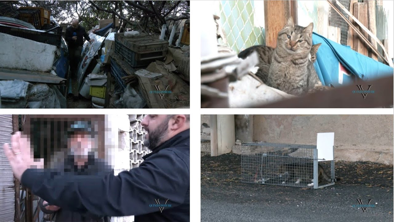 La discarica dei gatti, insorgono le gattare: 