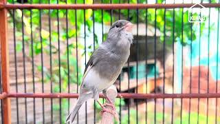 Download Lagu PANCINGAN BURUNG KENARI GACOR ! FULL DURASI 25 MENIT MP3