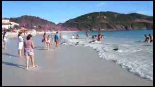 Beachgoers rescue stranded dolphins