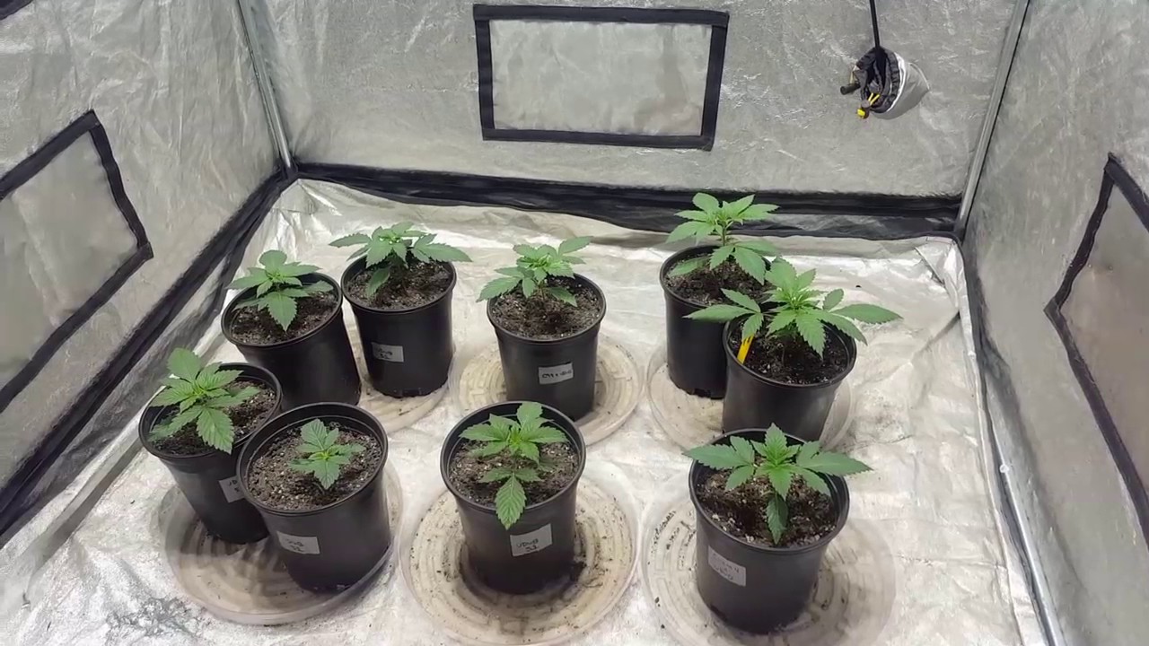 4x4 Friday EP. 2 - 1st Dose of Remo Nutrients