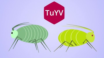 TuYV - How the virus spreads