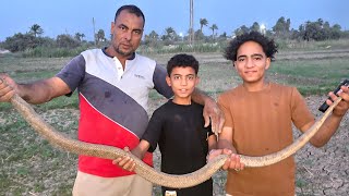صيد كوبرا ضخمه عن طريق الأثر مع مصطفى هجرس