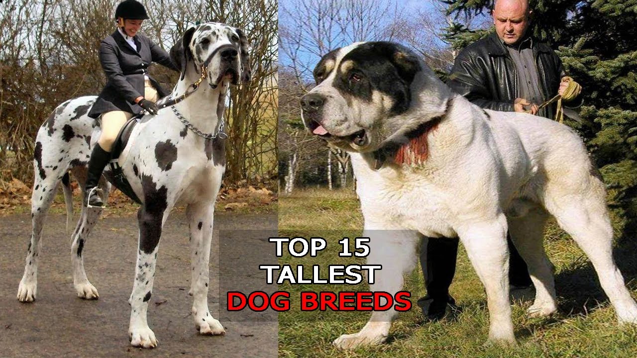 tallest dogs in the world top 10