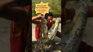 How many teeth does crocodile have? #Facts #shorts #jaagarooknaagarik  #subscribe #animalfacts