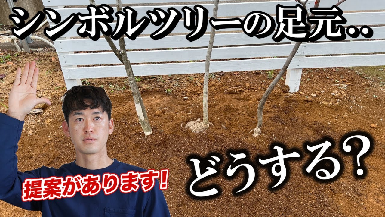 Breaking common sense] We tried planting the evergreen symbol tree